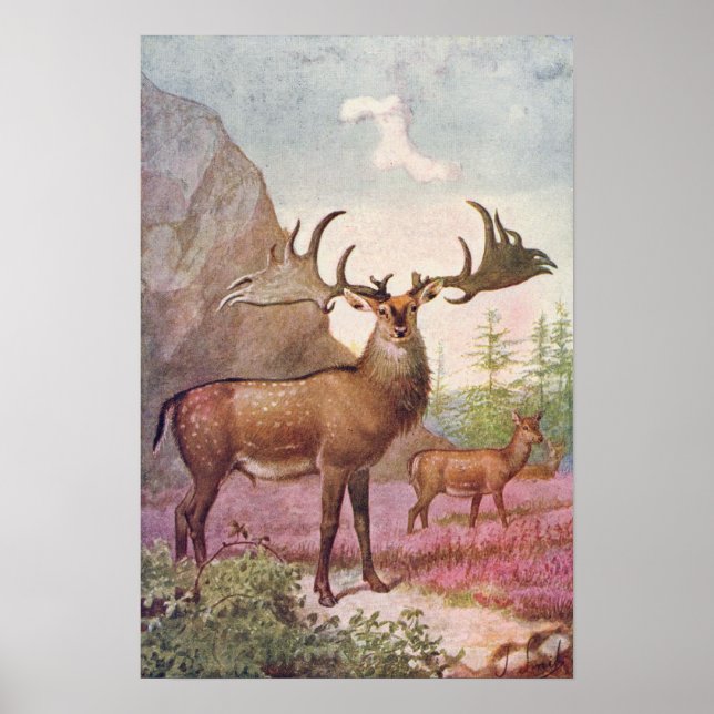 Giant Irish Deer Prehistoric Animals Antique Print (Front)