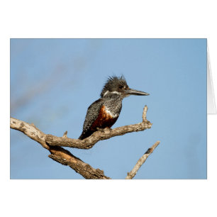 Giant Kingfisher