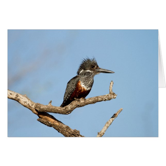 Giant Kingfisher (Front Horizontal)