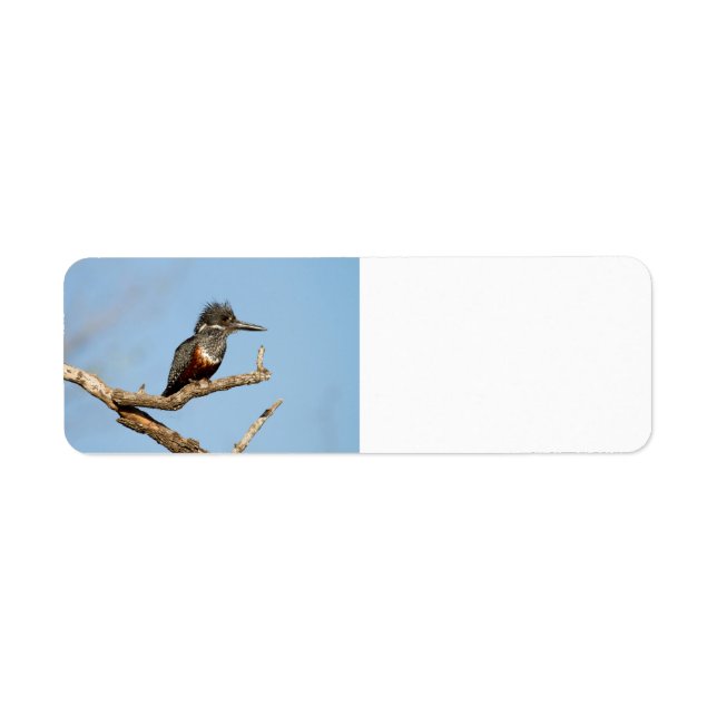 Giant Kingfisher (Front)