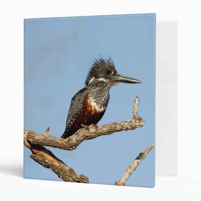 Giant Kingfisher Binder (Front/Inside)