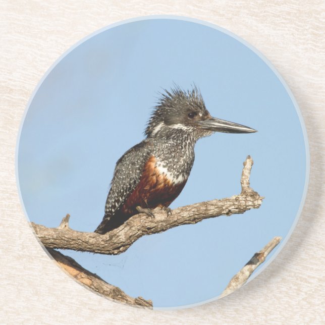 Giant Kingfisher Coaster (Front)