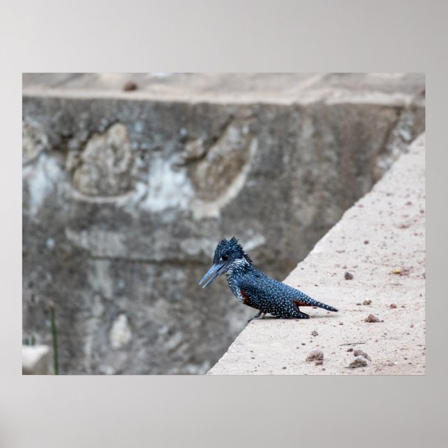 Giant Kingfisher on the Edge Poster (Front)