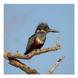 Giant Kingfisher Poster