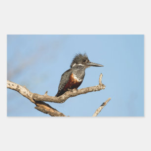 Giant Kingfisher Sticker