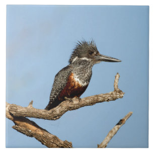 Giant Kingfisher Tile