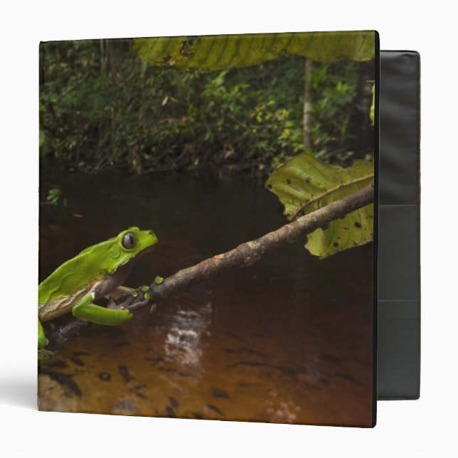 Giant leaf frog Phyllomedusa bicolor) 2 Binder (Front/Inside)