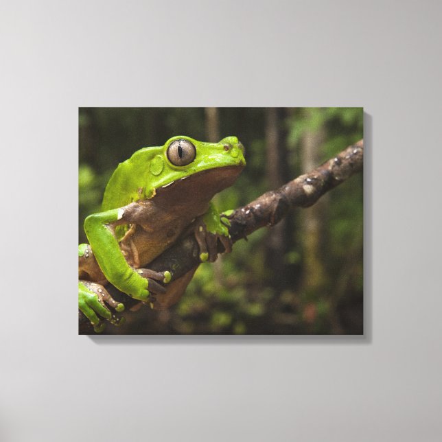 Giant leaf frog Phyllomedusa bicolor) 2 Canvas Print (Front)