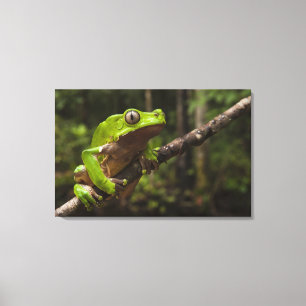 Giant leaf frog Phyllomedusa bicolor) 2 Canvas Print