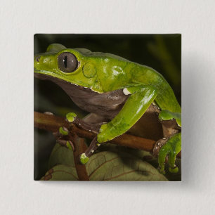 Giant leaf frog Phyllomedusa bicolor) 3 2 Inch Square Button
