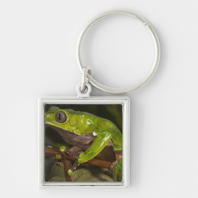 Giant leaf frog Phyllomedusa bicolor) 3 Keychain (Front)