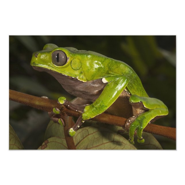 Giant leaf frog Phyllomedusa bicolor) 3 Photo Print (Front)