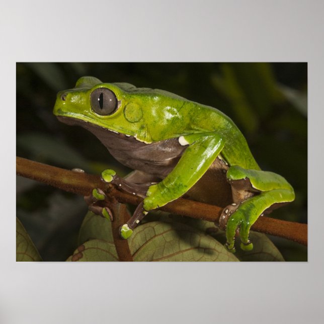 Giant leaf frog Phyllomedusa bicolor) 3 Poster (Front)