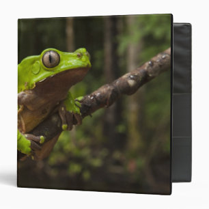 Giant leaf frog Phyllomedusa bicolor) Binder