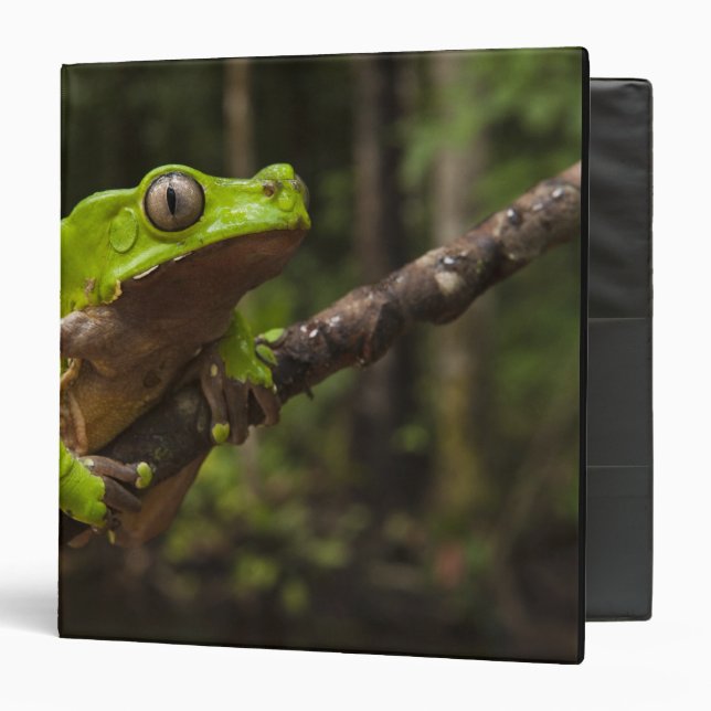 Giant leaf frog Phyllomedusa bicolor) Binder (Front/Inside)