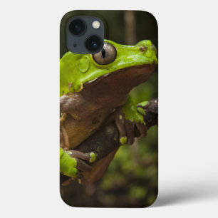 Giant leaf frog Phyllomedusa bicolor) iPhone 13 Case