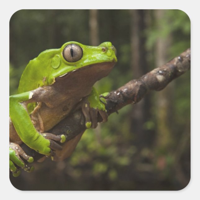 Giant leaf frog Phyllomedusa bicolor) Square Sticker (Front)