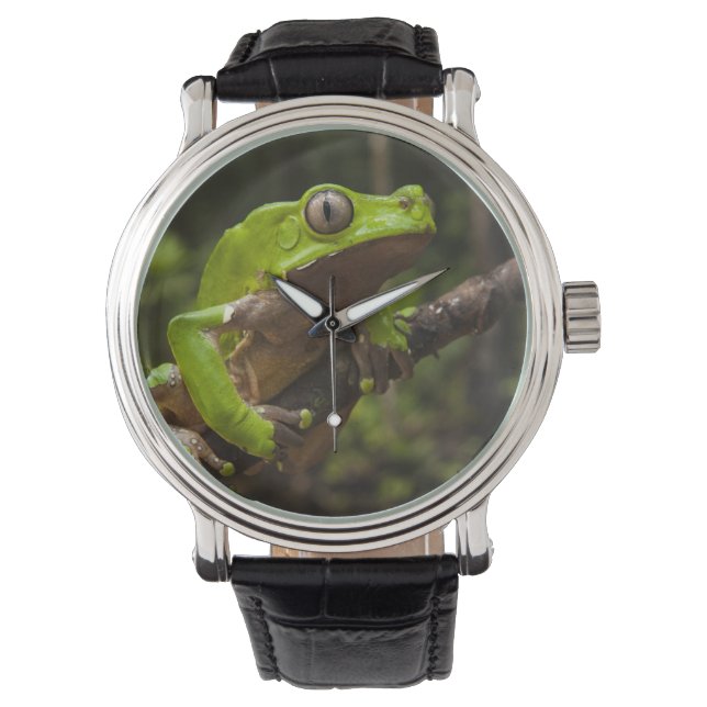 Giant leaf frog Phyllomedusa bicolor) Watch (Front)