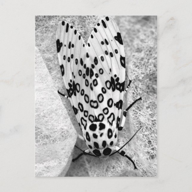 Giant Leopard Moth Postcard (Front)