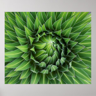 Giant Lobelia   Mount Kenya National Park, Kenya Poster