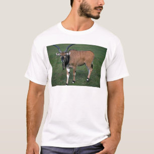 Giant/Lord Derby's Eland-young bull T-Shirt