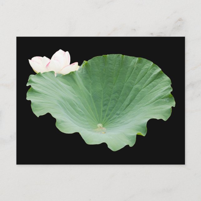 Giant Lotus Leaf with Bloom Postcard (Front)