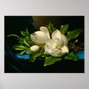 Giant Magnolia on a Blue Velvet Cloth Poster