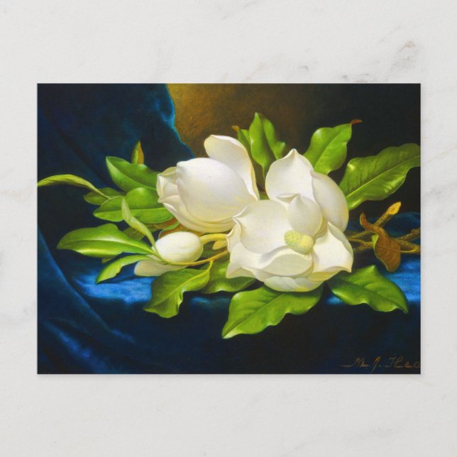Giant Magnolias on a Blue Velvet Canvas Postcard (Front)