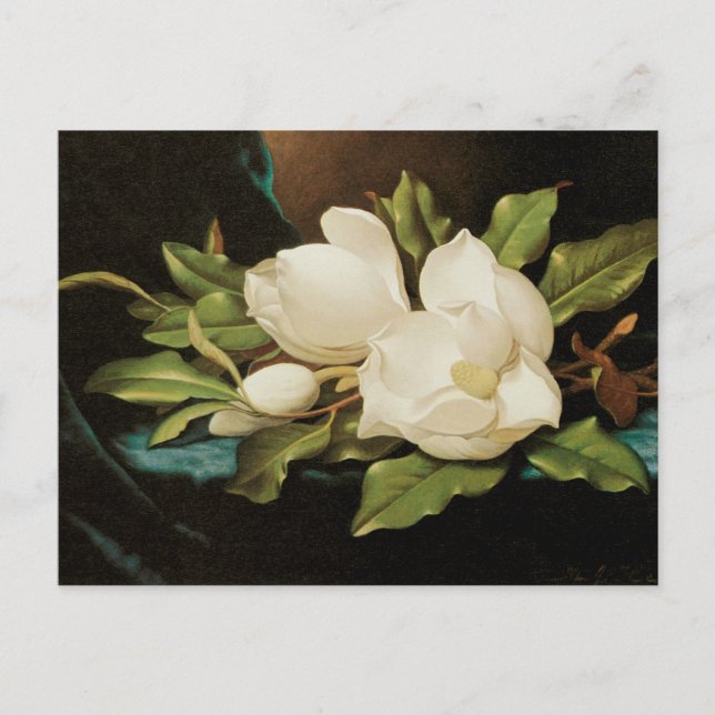 Giant Magnolias on a Blue Velvet Cloth by MJ Heade Postcard (Front)