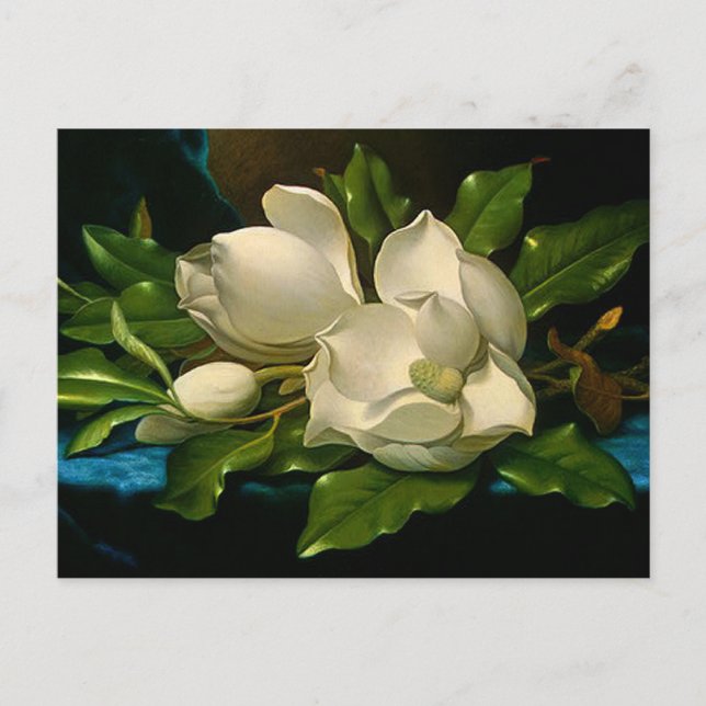 Giant Magnolias on a Blue Velvet Cloth Postcard (Front)