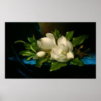 Giant Magnolias on a Blue Velvet Cloth Poster