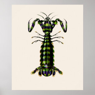 Giant Mantis Shrimp Poster
