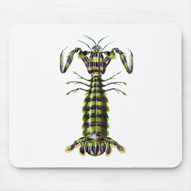Giant mantis shrimp Praying Mentis Mouse Pad (Front)