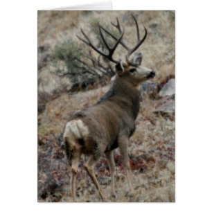 Giant mule deer buck
