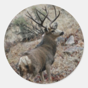 Giant mule deer buck classic round sticker