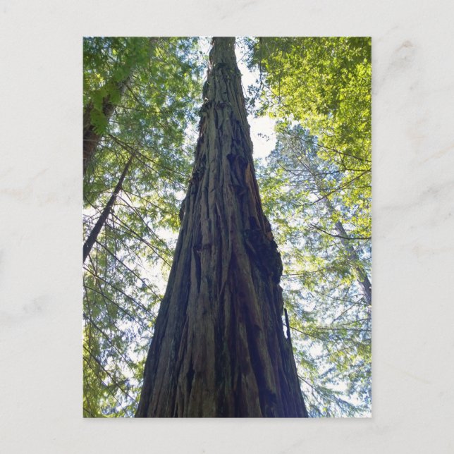 Giant Neverending Redwood Tree Postcard (Front)