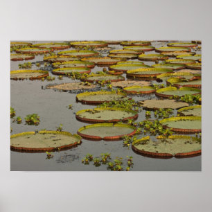 Giant or Victoria Lilies Victoria amazonica, Poster