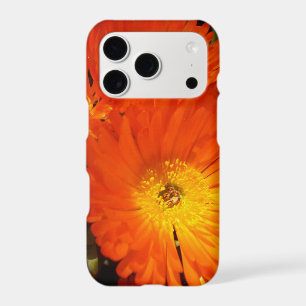 Giant Orange Daisies,