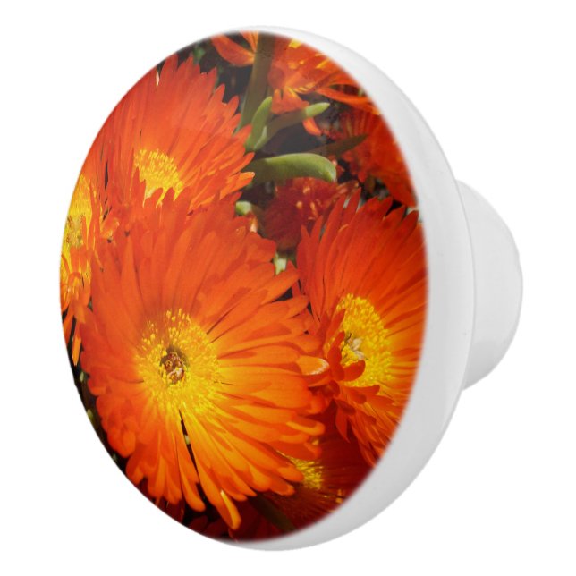 Giant Orange Daisies,    Ceramic Knob (Right)
