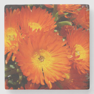 Giant Orange Daisies,    Stone Coaster