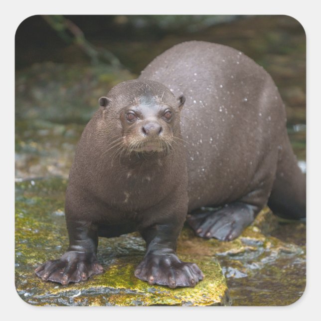 Giant Otter's Footprints Square Sticker (Front)