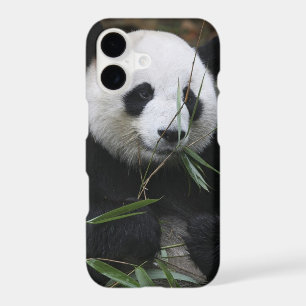 Giant panda