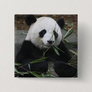 Giant panda 2 inch square button
