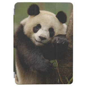 Giant panda Ailuropoda melanoleuca) Family: 4 iPad Air Cover