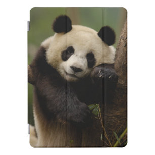 Giant panda Ailuropoda melanoleuca) Family: 4 iPad Pro Cover
