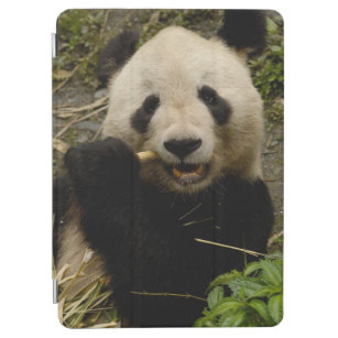 Giant panda Ailuropoda melanoleuca) Family: 5 iPad Air Cover