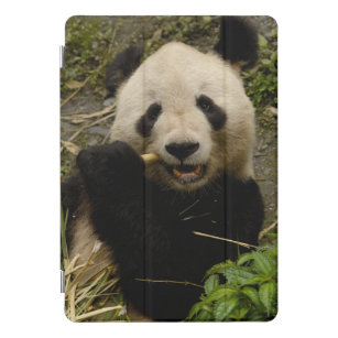 Giant panda Ailuropoda melanoleuca) Family: 5 iPad Pro Cover