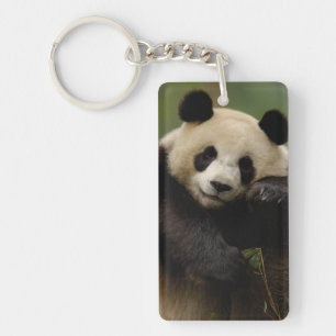Giant panda Ailuropoda melanoleuca) Family Keychain