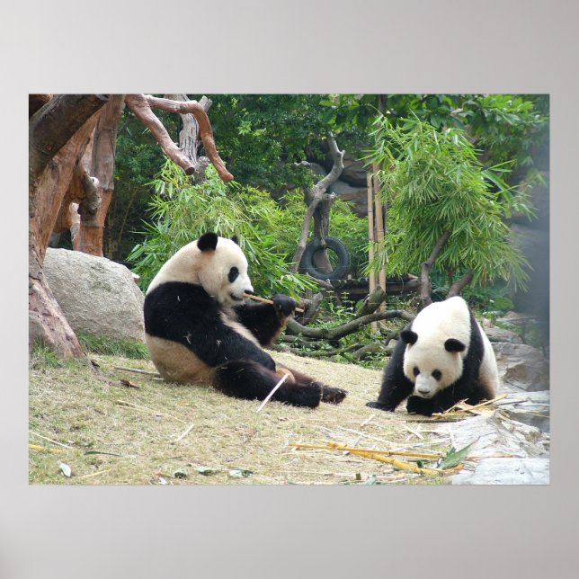 Giant Panda and Bamboo Poster (Front)