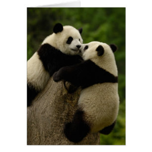 Giant panda babies (Ailuropoda melanoleuca)